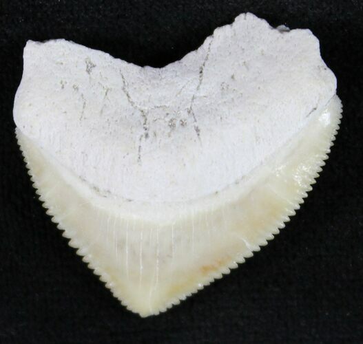 Nice Squalicorax (Crow Shark) Fossil Tooth #24143